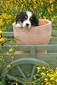 PUP 17 SJ0009 01
Bernese Mountain Dog Puppy Sitting In Flower Pot In Garden