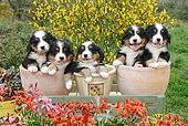 PUP 17 SJ0010 01
Bernese Mountain Dog Puppies Sitting In Flower Pots In Garden