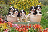 PUP 17 SJ0011 01
Bernese Mountain Dog Puppies Sitting In Flower Pots In Garden