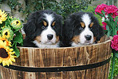 PUP 17 SJ0013 01
Bernese Mountain Dog Puppies Sitting In Wooden Bucket By Flowers