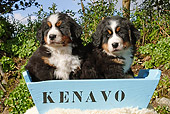 PUP 17 SJ0015 01
Bernese Mountain Dog Puppies Sitting In Light Blue Planter Box