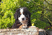 PUP 17 SJ0018 01
Bernese Mountain Dog Puppy Leaning On Log In Garden