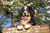 PUP 17 SJ0020 01
Bernese Mountain Dog Puppy Leaning On Log By Blossoming Tree