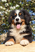 PUP 17 SJ0021 01
Bernese Mountain Dog Puppy Leaning On Log By Blossoming Tree
