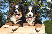 PUP 17 SJ0022 01
Two Bernese Mountain Dog Puppies Leaning On Log By Blossoming Tree