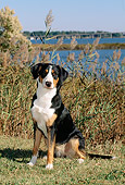 PUP 17 CE0001 01
Greater Swiss Mountain Dog Standing On Grass By Water And Blue Sky