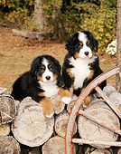 PUP 17 CE0002 01
Two Bernese Mountain Dog Puppies Sitting On Woodpile By Wagon Wheel