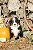 PUP 17 CE0003 01
Bernese Mountain Dog Puppy Sitting By Woodpile Pumpkin And Wagon Wheel