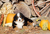 PUP 17 CE0004 01
Bernese Mountain Dog Puppy Laying By Woodpile Pumpkin And Wagon Wheel