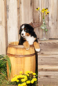 PUP 17 CE0005 01
Bernese Mountain Dog Puppy Sitting In Barrel By Yellow Flowers And Barn