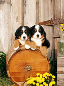 PUP 17 CE0006 01
Two Bernese Mountain Dog Puppies Laying On Churn By Yellow Flowers And Barn