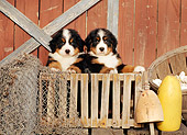 PUP 17 CE0007 01
Two Bernese Mountain Dog Puppies Standing Inside Wooden Crate By Boathouse