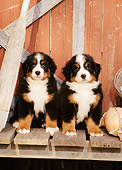 PUP 17 CE0008 01
Two Bernese Mountain Dog Puppies Sitting On Dock By Boathouse And Oar