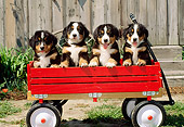 PUP 17 CE0009 01
Four Bernese Mountain Dog Puppies Sitting In Red Wagon By Wooden Shed