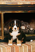 PUP 17 CE0010 01
Bernese Mountain Dog Puppy Sitting By Brick Fireplace