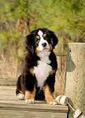 PUP 17 CE0011 01
Bernese Mountain Dog Puppy Sitting On Dock