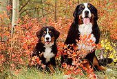 PUP 17 LS0001 01
Bernese Mountain Dog Adult And Puppy Sitting By Autumn Shrubs