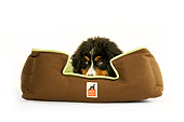 PUP 17 MQ0003 01
Humorous Bernese Mountain Dog Puppy Hiding In Dog Bed On White Background