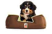 PUP 17 MQ0004 01
Bernese Mountain Dog Puppy Sitting In Dog Bed On White Background