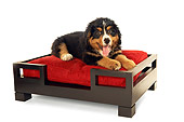 PUP 17 MQ0005 01
Bernese Mountain Dog Puppy Laying On Dog Bed On White Background