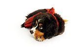 PUP 17 MQ0006 01
Bernese Mountain Dog Puppy Laying On White Background