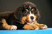 PUP 17 MQ0007 01
Close Up Of Portrait Of Bernese Mountain Dog Puppy Laying On Blue Counter