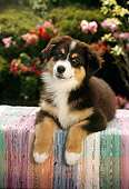 PUP 17 RC0002 01
Bernese Mountain Dog Puppy Laying On Table By Flowers Shrubs
