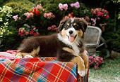 PUP 17 RC0003 01
Bernese Mountain Dog Puppy Laying On Table By Flowers Shrubs
