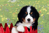 PUP 17 RK0015 07
Head Shot Of Bernese Mountain Dog Puppy Sitting Behind Red Fence Studio