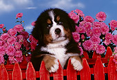 PUP 17 RK0016 01
Head Shot Of Bernese Mountain Puppy Peeking Over Fence With Pink Flowers