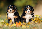 PUP 17 SS0001 01
Two Bernese Mountain Dog Puppies Sitting On Grass With Leaves