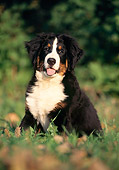 PUP 17 SS0002 01
Bernese Mountain Dog Puppy Sitting On Grass