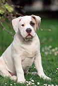 PUP 18 AB0001 01
Portrait Of American Bulldog Puppy Sitting On Grass