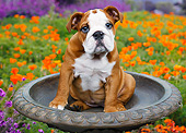 PUP 18 BK0002 01
English Bulldog Puppy Sitting In Birdbath By Poppies