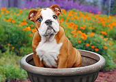 PUP 18 BK0003 01
English Bulldog Puppy Sitting In Flower Pot By Poppies