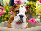 PUP 18 BK0004 01
English Bulldog Puppy Sitting In Planter Box By Flowers