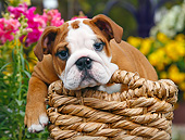 PUP 18 BK0005 01
English Bulldog Puppy Laying In Wicker Basket By Flowers