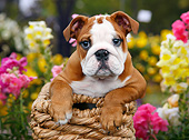PUP 18 BK0006 01
English Bulldog Puppy Laying In Wicker Basket By Flowers