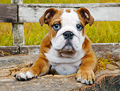 PUP 18 BK0007 01
English Bulldog Puppy Sitting In Hollowed Tree Stump