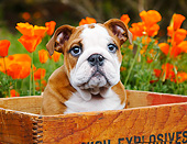 PUP 18 BK0008 01
English Bulldog Puppy Sitting In Wooden Box By Poppies