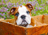 PUP 18 BK0009 01
English Bulldog Puppy Sitting In Wooden Box By Flowers