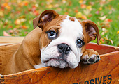 PUP 18 BK0010 01
English Bulldog Puppy Sitting In Wooden Box By Autumn Leaves