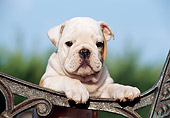 PUP 18 CB0003 01
English Bulldog Puppy Leaning On Arm Of Bench