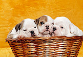PUP 18 CB0009 01
Three English Bulldog Puppies Laying In Wicker Basket In Studio