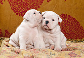 PUP 18 CB0010 01
Two English Bulldog Puppies Sitting On Blanket