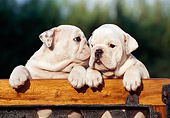 PUP 18 CB0013 01
Two English Bulldog Puppies Leaning On Railing