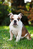 PUP 18 CB0016 01
Portrait Of English Bulldog Puppy Sitting On Grass