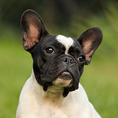 PUP 18 CB0023 01
Head Shot Of French Bulldog Puppy