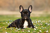 PUP 18 CB0025 01
French Bulldog Puppy Laying On Grass And Flowers