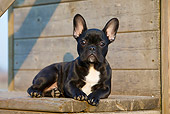 PUP 18 CB0028 01
French Bulldog Puppy Laying On Wooden Bench